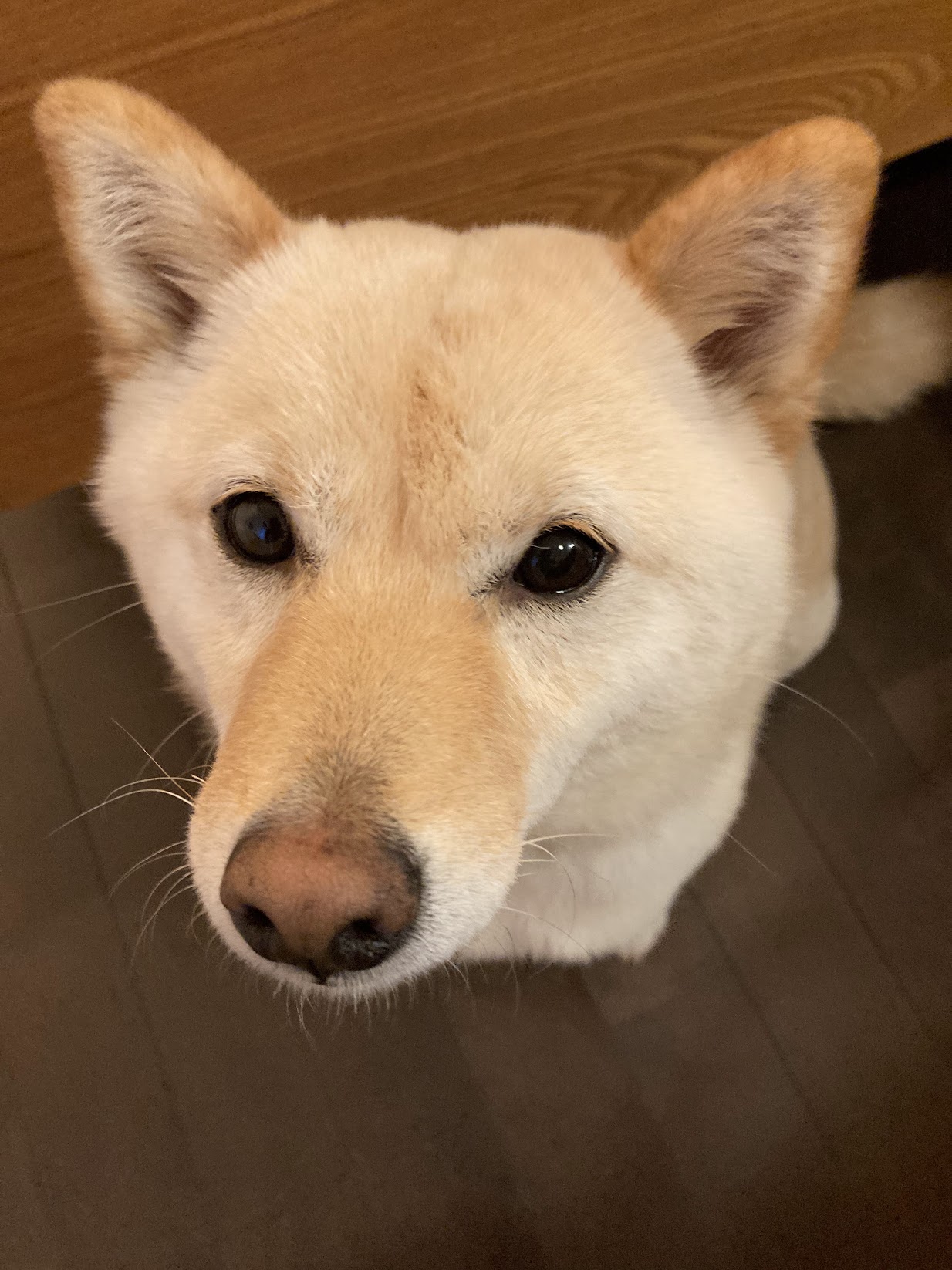 むぎ